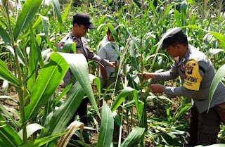 Polsek Bonti Pastikan Pertumbuhan Jagung Optimal, Demplot Ketahanan Pangan Masuki Tahap Pemeliharaan Lanjutan Polsek Bonti Pastikan Pertumbuhan Jagung Optimal, Demplot Ketahanan Pangan Masuki Tahap Pemeliharaan Lanjutan