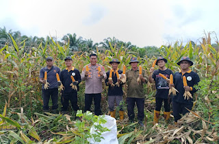 Demplot Jagung Hibrida Polsek Mukok Hasilkan Belasan Ton Panen Berkualitas Demplot Jagung Hibrida Polsek Mukok Hasilkan Belasan Ton Panen Berkualitas