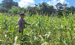 Dukung Ketahanan Pangan, Polsek Bonti Pantau Kondisi Jagung Hibrida di Lahan Demplot Dukung Ketahanan Pangan, Polsek Bonti Pantau Kondisi Jagung Hibrida di Lahan Demplot