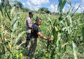 Jagung Hibrida Polsek Tayan Hulu Tumbuh Subur, Siap Panen Awal Juni 2026 Jagung Hibrida Polsek Tayan Hulu Tumbuh Subur, Siap Panen Awal Juni 2026