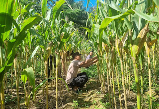 Kapolsek Sekayam Pimpin Perawatan Demplot Jagung, Dukung Ketahanan Pangan di Wilayah Perbatasan Kapolsek Sekayam Pimpin Perawatan Demplot Jagung, Dukung Ketahanan Pangan di Wilayah Perbatasan