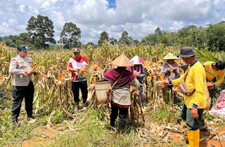 Panen Jagung Perdana Desa Raut Muara Perkuat Ketahanan Pangan di Sekayam Panen Jagung Perdana Desa Raut Muara Perkuat Ketahanan Pangan di Sekayam