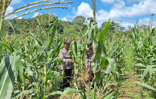 Program Ketahanan Pangan Terus Berjalan, Polsek Bonti Cek Kondisi Tanaman Jagung Program Ketahanan Pangan Terus Berjalan, Polsek Bonti Cek Kondisi Tanaman Jagung