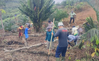 Jagung Hibrida Bhayangkara Mulai Ditanam, Harapan Baru bagi Ketahanan Pangan Daerah Jagung Hibrida Bhayangkara Mulai Ditanam, Harapan Baru bagi Ketahanan Pangan Daerah