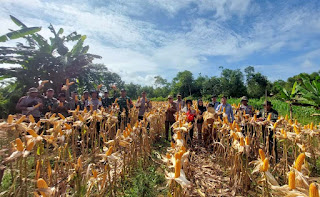 Produktivitas Meningkat, Panen Jagung Hibrida di Jangkang Jadi Optimisme Baru Petani Produktivitas Meningkat, Panen Jagung Hibrida di Jangkang Jadi Optimisme Baru Petani