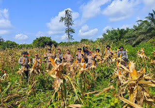 Ketahanan Pangan Menguat, Panen Jagung Hibrida Tayan Hulu Catat Produktivitas 8,5 Ton per Hektare Ketahanan Pangan Menguat, Panen Jagung Hibrida Tayan Hulu Catat Produktivitas 8,5 Ton per Hektare