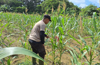Monitoring Rutin Demplot Jagung, Komitmen Polsek Bonti Dukung Kesejahteraan Petani dan Ketahanan Pangan Nasional Monitoring Rutin Demplot Jagung, Komitmen Polsek Bonti Dukung Kesejahteraan Petani dan Ketahanan Pangan Nasional