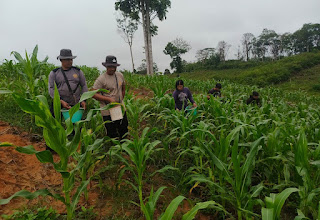 Dukung Ketahanan Pangan Nasional, Polsek Beduai Intensifkan Perawatan Demplot Jagung di Desa Thang Raya Dukung Ketahanan Pangan Nasional, Polsek Beduai Intensifkan Perawatan Demplot Jagung di Desa Thang Raya