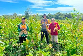 Jagung Hibrida Desa Sotok Berhasil Dipanen, Langkah Nyata Menuju Swasembada Pangan Nasional Jagung Hibrida Desa Sotok Berhasil Dipanen, Langkah Nyata Menuju Swasembada Pangan Nasional
