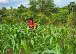 Rawat Jagung, Rawat Ketahanan Pangan: Polsek Tayan Hilir Terus Optimalkan Lahan Produktif Rawat Jagung, Rawat Ketahanan Pangan: Polsek Tayan Hilir Terus Optimalkan Lahan Produktif