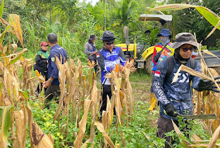 Wakapolsek Entikong Apresiasi Keberhasilan Panen Jagung Hibrida di Lahan Sukarelawan Wakapolsek Entikong Apresiasi Keberhasilan Panen Jagung Hibrida di Lahan Sukarelawan
