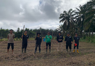 Dukung Ketahanan Pangan Nasional, Polsek Mukok Tanam Jagung Hibrida di Lahan Demplot Seluas 2 Hektare Dukung Ketahanan Pangan Nasional, Polsek Mukok Tanam Jagung Hibrida di Lahan Demplot Seluas 2 Hektare