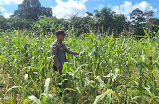 Antisipasi Serangan Hama Demi Dukung Ketahanan Pangan Nasional, Polsek Bonti Intensif Pantau Demplot Jagung Hibrida Antisipasi Serangan Hama Demi Dukung Ketahanan Pangan Nasional, Polsek Bonti Intensif Pantau Demplot Jagung Hibrida