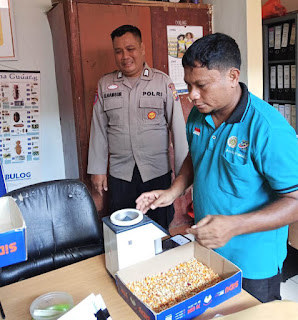 Jagung Hasil Binaan Polsek Tayan Hilir Tembus Bulog, Perkuat Ketahanan Pangan di Kabupaten Sanggau Jagung Hasil Binaan Polsek Tayan Hilir Tembus Bulog, Perkuat Ketahanan Pangan di Kabupaten Sanggau