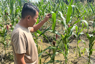 Polsek Bonti Intensif Pantau Demplot Jagung Hibrida, Dukung Ketahanan Pangan dan Swasembada Nasional Polsek Bonti Intensif Pantau Demplot Jagung Hibrida, Dukung Ketahanan Pangan dan Swasembada Nasional