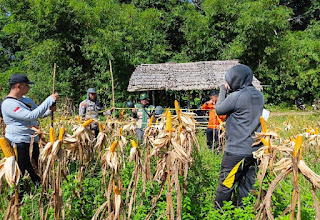 Demplot Polsek Batang Tarang Panen Jagung Hibrida, Estimasi Hasil Capai 4,32 Ton per Hektare Demplot Polsek Batang Tarang Panen Jagung Hibrida, Estimasi Hasil Capai 4,32 Ton per Hektare
