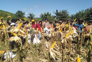 Dari Desa Mayam untuk Ketahanan Pangan, Panen Jagung Demplot Polsek Meliau Tunjukkan Hasil Positif Dari Desa Mayam untuk Ketahanan Pangan, Panen Jagung Demplot Polsek Meliau Tunjukkan Hasil Positif