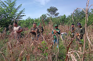 Dukung Ketahanan Pangan Nasional, Poktan Sumber Tani Makmur Bersama Polsek Toba Panen Jagung 1,5 Hektare di Desa Bagan Asam Dukung Ketahanan Pangan Nasional, Poktan Sumber Tani Makmur Bersama Polsek Toba Panen Jagung 1,5 Hektare di Desa Bagan Asam