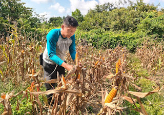 Panen Jagung Hibrida Demplot Polsek Batang Tarang Tembus Estimasi 5,12 Ton per Hektare, Dukung Ketahanan Pangan Nasional Panen Jagung Hibrida Demplot Polsek Batang Tarang Tembus Estimasi 5,12 Ton per Hektare, Dukung Ketahanan Pangan Nasional