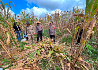 AKP Sutikno Pimpin Panen Jagung Hibrida, Sinergi Polri dan PPL Dorong Produktivitas Pertanian AKP Sutikno Pimpin Panen Jagung Hibrida, Sinergi Polri dan PPL Dorong Produktivitas Pertanian