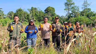 Dukung Ketahanan Pangan Nasional, Polsek Toba Bersama Poktan Sumber Tani Makmur Panen Jagung 2 Hektare Dukung Ketahanan Pangan Nasional, Polsek Toba Bersama Poktan Sumber Tani Makmur Panen Jagung 2 Hektare
