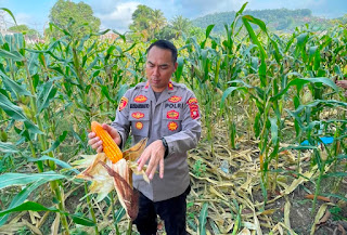 Polsek Tayan Hilir Dampingi Pengubinan dan Panen Jagung Mitra, Estimasi Hasil Capai 9,2 Ton Polsek Tayan Hilir Dampingi Pengubinan dan Panen Jagung Mitra, Estimasi Hasil Capai 9,2 Ton