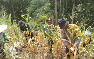 Panen Jagung Hibrida di Tayan Hulu Capai Estimasi 6,4 Ton per Hektare, Perkuat Ketahanan Pangan Sanggau Panen Jagung Hibrida di Tayan Hulu Capai Estimasi 6,4 Ton per Hektare, Perkuat Ketahanan Pangan Sanggau