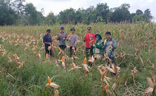 Dari Demplot ke Ketahanan Pangan, Panen Jagung di Balai Sebut Hasilkan Produktivitas Menjanjikan Dari Demplot ke Ketahanan Pangan, Panen Jagung di Balai Sebut Hasilkan Produktivitas Menjanjikan
