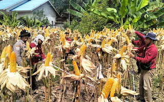 Panen Jagung Hibrida di Kuala Rosan, Sinergi Polri dan Petani Perkuat Ketahanan Pangan Sanggau Panen Jagung Hibrida di Kuala Rosan, Sinergi Polri dan Petani Perkuat Ketahanan Pangan Sanggau